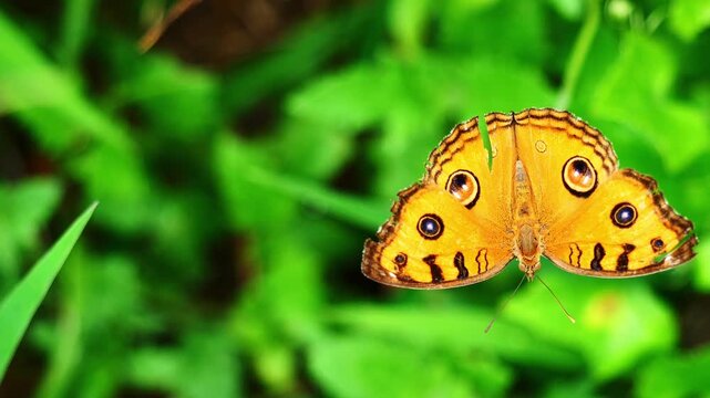 The Peacock Pansy ( Junonia almana ) butterfly on leaf with natural green background, Pattern similar to the eyes on the wing of orange color insect