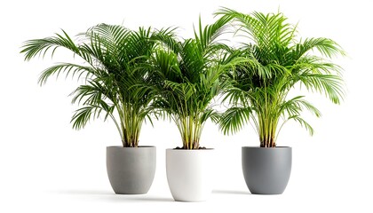 Obraz premium Three areca palm plants in pots on a white background, ideal for interior decoration