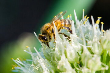 Artistic Honeybee Collecting Nectar Exhibiting Hardworking Nature Essence