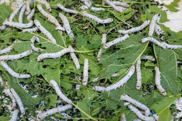 Silkworm Cultivation on Mulberry Leaves for Silk Farming in Spring Summer