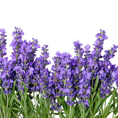 Lavender flowers isolated on white or transparent background