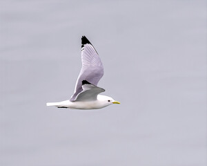 seagull in flight, kittiwake 