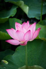 Fresh Lotus Flower And Leaf Close Up Photography With Dew Drops
