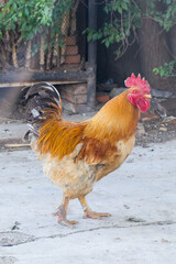 Vertical Portrait Of Rural Rooster Standing In Farmyard