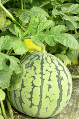 Close Up Of Fresh Large Watermelon Growing In Lush Field