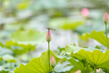 Fresh Green Lotus Bud With Dragonfly Perched On Tip Over Serene Pond