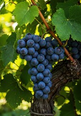 Fototapeta premium A close up of a bunch of dark grapes hanging from a vine with green leaves in soft diffused light
