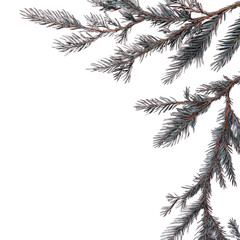 Christmas tree branch isolated on white or transparent background