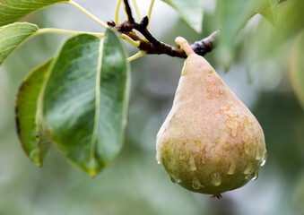 Ripe Pears Hanging In Rainy Orchard Under Soft Light