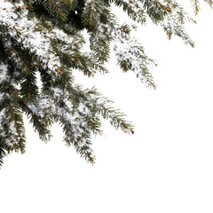 Christmas tree branch isolated on white or transparent background