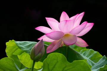 Close-Up Of Green Lotus Leaves And Blossoming Flower Petals