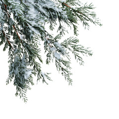 Christmas tree branch isolated on white or transparent background