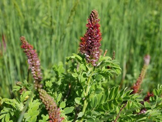False Indigo Bush Wildflowers in Early Summer, South Boulder Creek West Trail, Boulder, Colorado