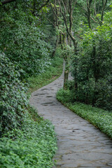 Naklejka premium Mystical Forest Pathway Surrounded by Lush Green Woods