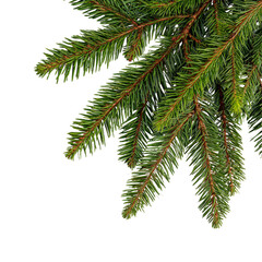Christmas tree branch isolated on white or transparent background