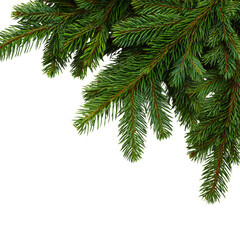 Christmas tree branch isolated on white or transparent background