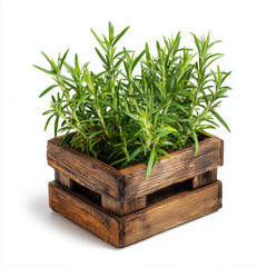 Rosemary on wooden box isolated on white or transparent background
