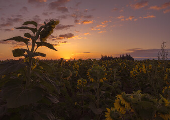 Sunrise in the field
