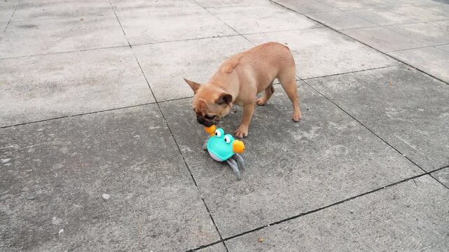 Adorable small dog energetically plays with slow-moving plastic toy crab on concrete pavement. Playful French Bulldog chases, sniffs, and gently nudges crawling toy, trying to catch it