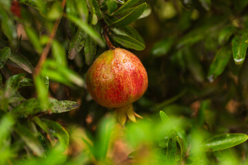 Close-up of a vibrant red pomegranate with water droplets on its skin hanging from a tree among green foliage, representing tropical gardening and eco-friendly fruit cultivation.