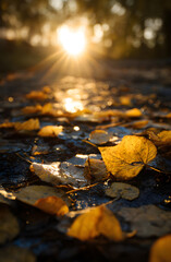 Fototapeta premium Autumn leaves on the sun.