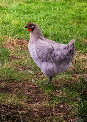 Free range chicken in the yard at dusk