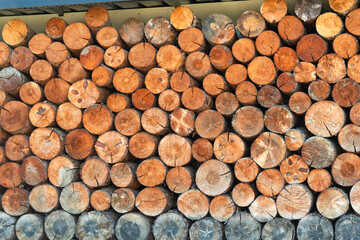Closeup of logs of trees in nature. a lot of cutted logs.