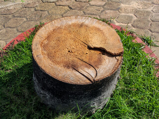 A trunk of a cut palm tree, cut palm tree