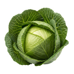 Fototapeta premium Fresh Green Cabbage Head Close-Up – Healthy Raw Vegetable Isolated on White or Transparent Background