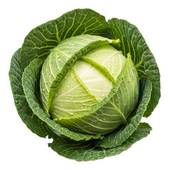 Fototapeta premium Fresh Green Cabbage Head Close-Up – Healthy Raw Vegetable Isolated on White or Transparent Background