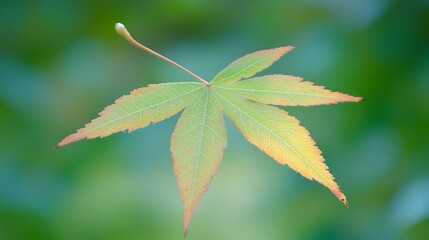 Close-up of a vibrant autumn leaf.
