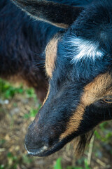 Close up view of a goat