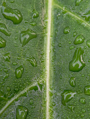 water droplets on the surface of the leaf
