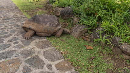 The giant turtle Aldabrachelys gigantea is feeding. A reptile on the side of a paved footpath eats...