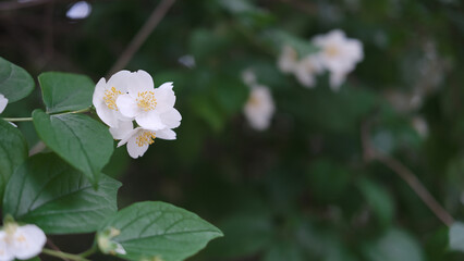 Obraz premium beautiful late cherry blossom against green leaves