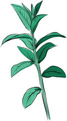 Botanical mint branch hand drawn illustration