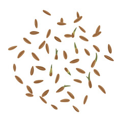 Rice Seeds and Sprouts Growing on White Background