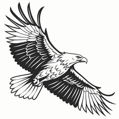 Powerful bald eagle in flight with wings spread wide against a white background