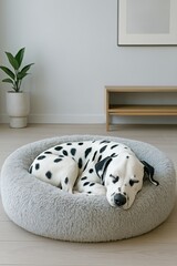 A peaceful Dalmatian dog sleeps soundly curled in a soft grey bed in a modern, light-filled room, highlighting cozy pet comfort