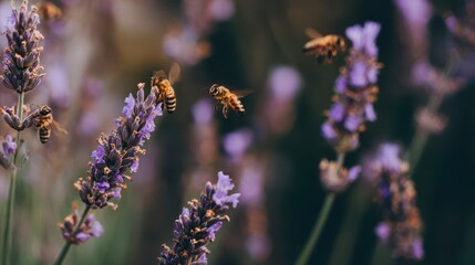 Honeybees flit among clusters of lavender blossoms.