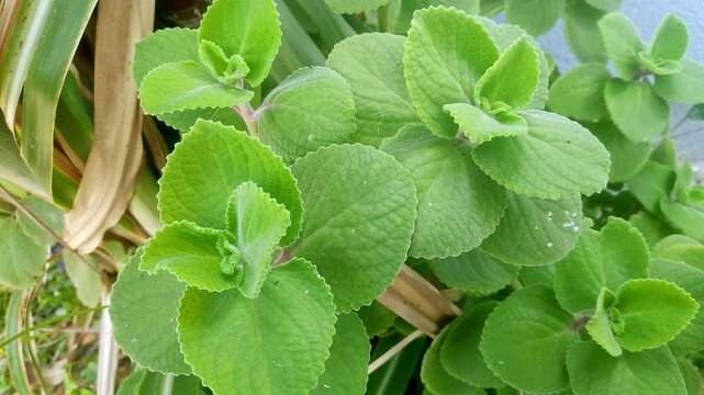 A closeup video of Ajwain or Carom or Bishop's weed plant grown in home garden