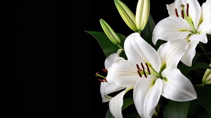 Obraz premium Elegant White Lilies in Full Bloom Against a Black Background with Fresh Green Leaves