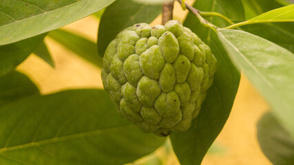 Fototapeta premium A photograph of a sugar apple fruit. Taken from Las Pinas, NCR, Philippines.