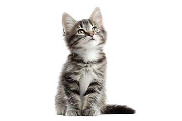 Obraz premium Adorable Gray Tabby Kitten