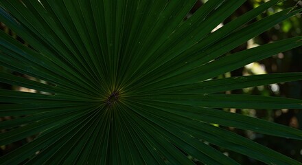 Obraz premium Lush Palm Frond Detail