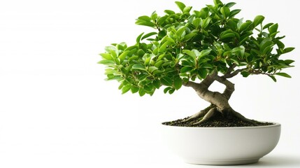 Fototapeta premium Elegant Bonsai Tree in Minimalist White Pot, Showcasing Lush Green Leaves Against White Background