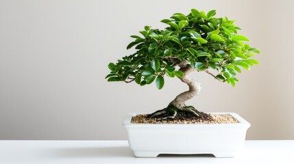 A Lush Green Bonsai Plant in a White Pot Displaying Tranquility and Serenity in an Indoor Setting