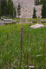 Pink flowers 