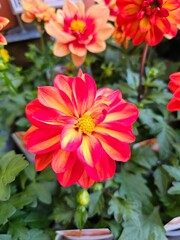 Close-up of a vivid red and yellow dahlia flower blooming in a garden, with green foliage and other...