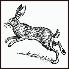 Hand drawn rabbit in engraving style. bunny and hare, vintage design sketch